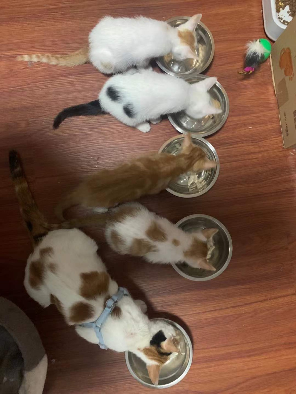 Andy's cat