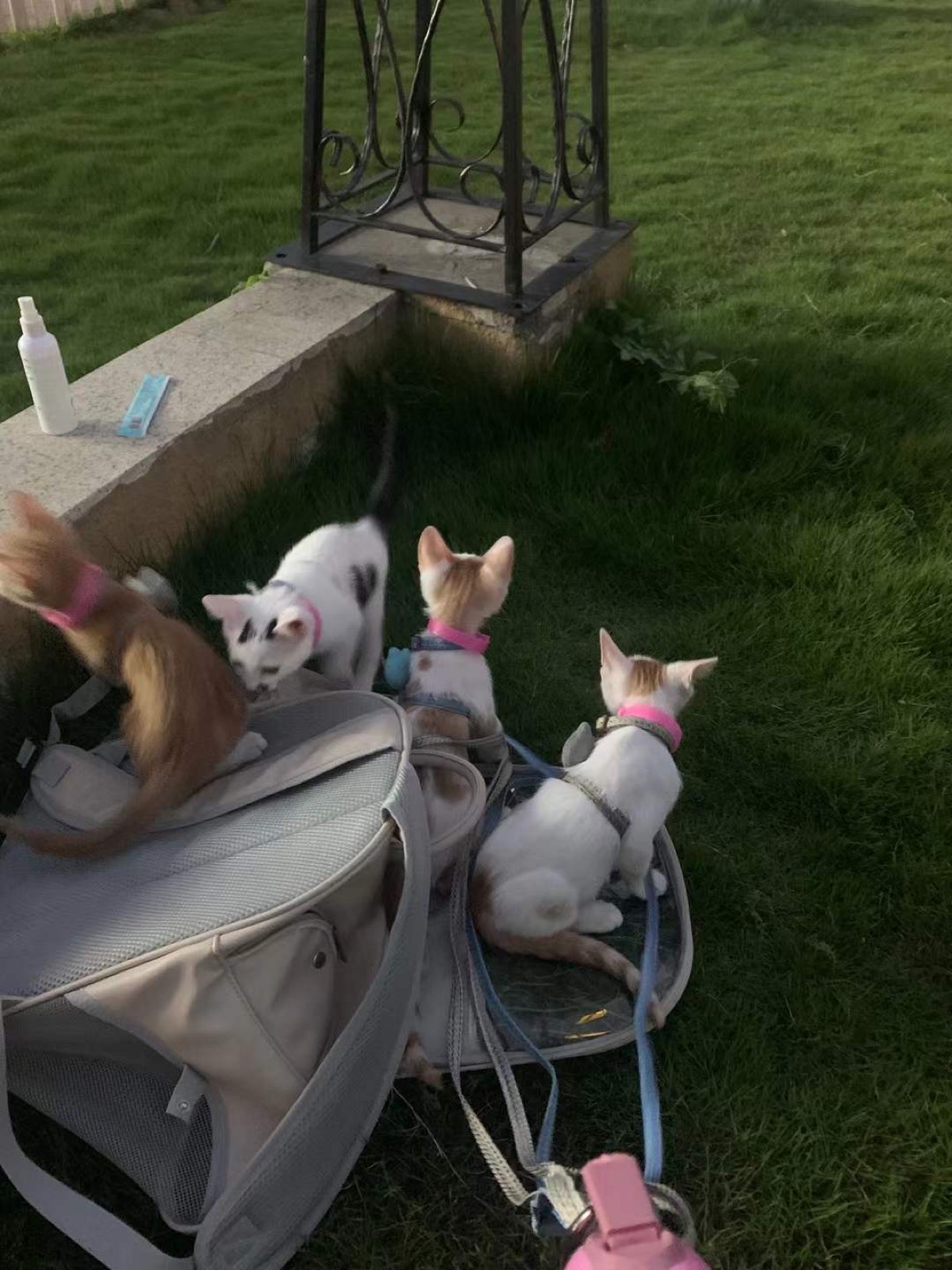 Andy's cat