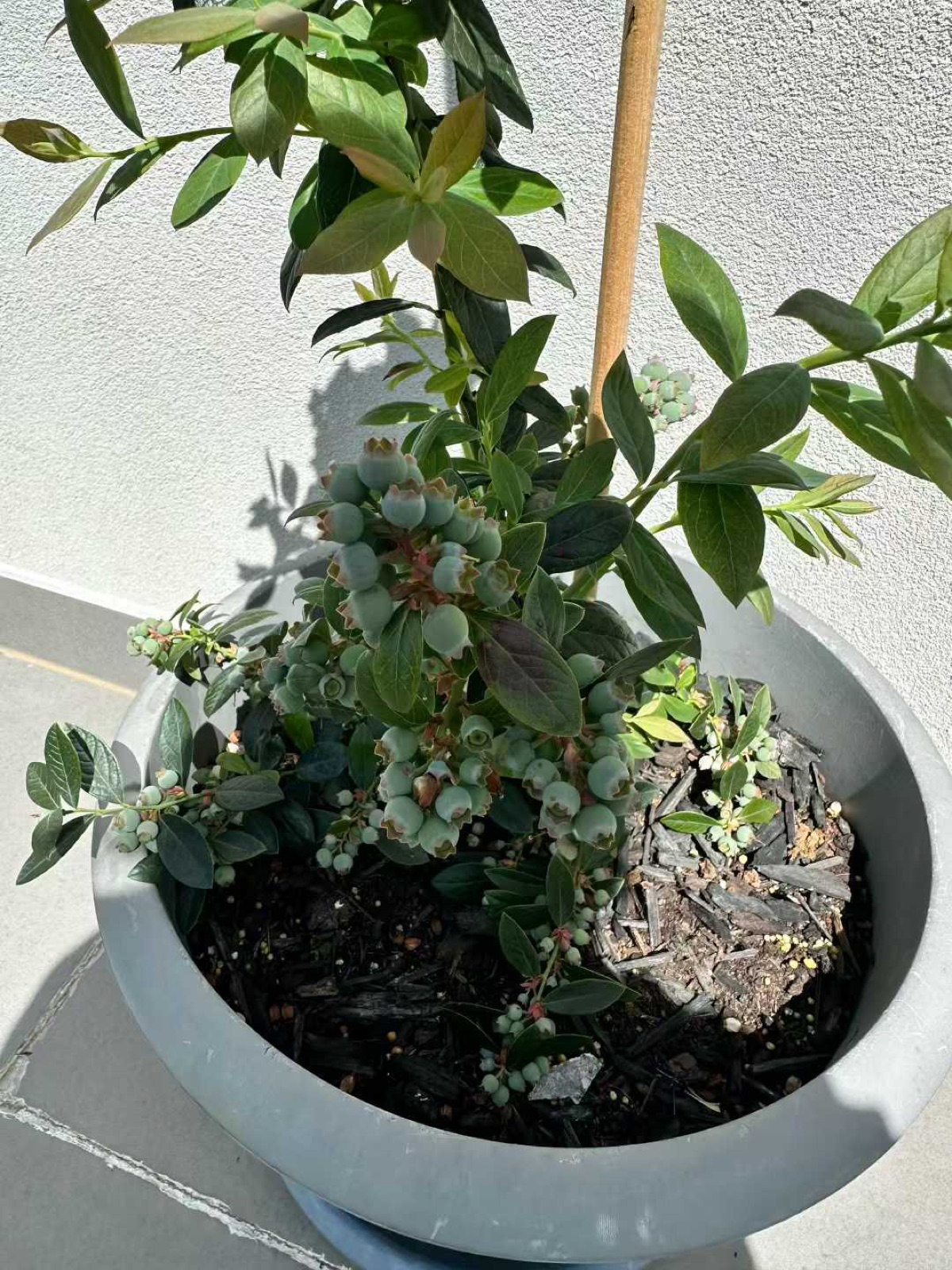Gardening