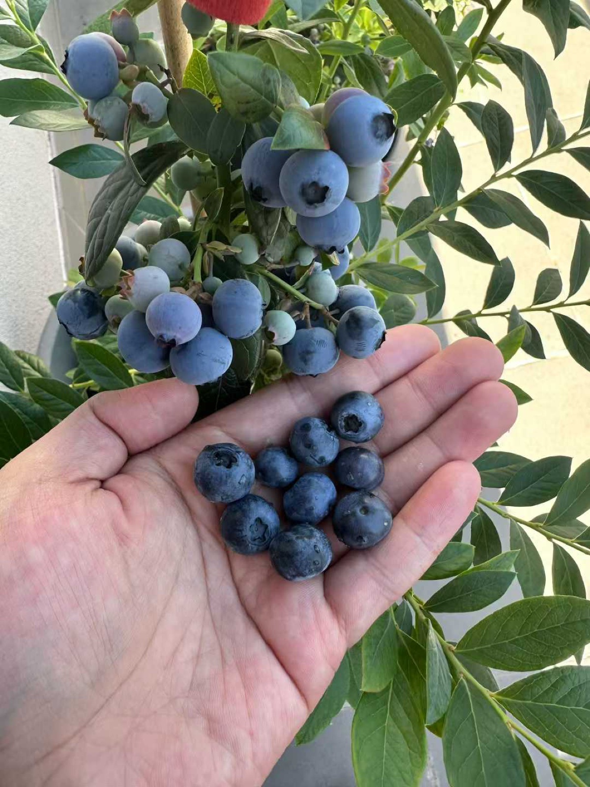 Gardening